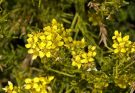 (Sisymbrium orientale