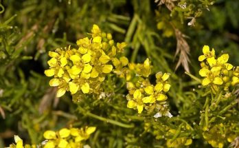 (Sisymbrium orientale