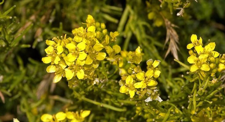 (Sisymbrium orientale