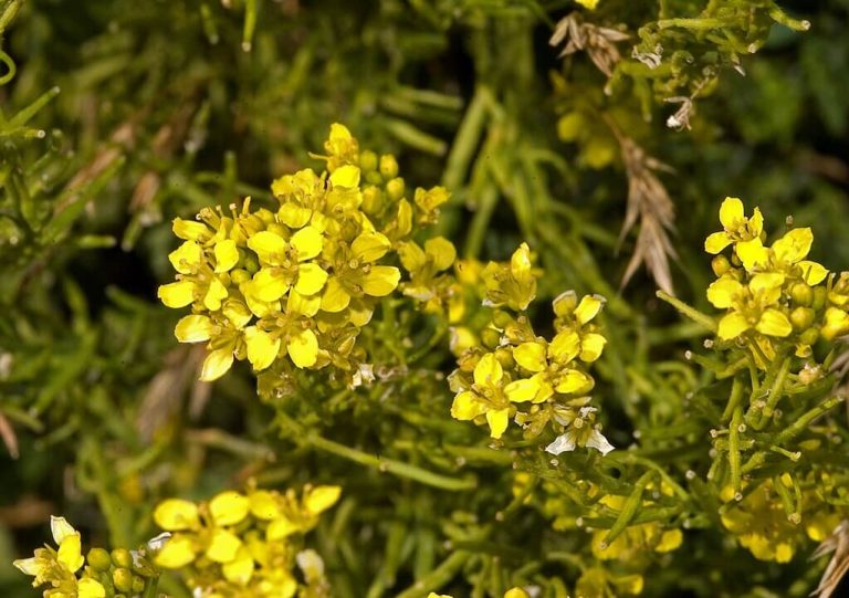 (Sisymbrium orientale