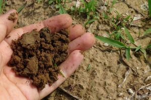 Kertünk talajjavítására készült a komposztból a barna föld.