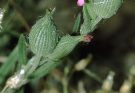 Homoki habszegfű (Silene conica)