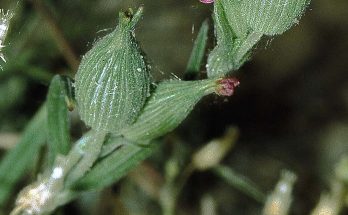 Homoki habszegfű (Silene conica)