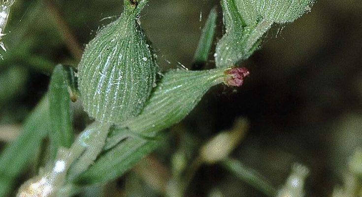Homoki habszegfű (Silene conica)