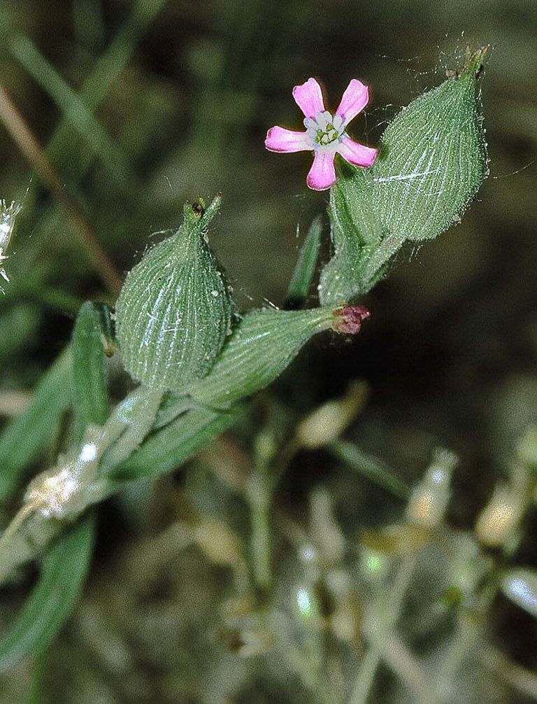Homoki habszegfű (Silene conica)