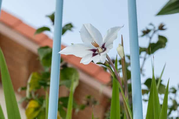 Abesszín Kardvirág (Gladiolus murielae) ültetése, gondozása, szaporítása