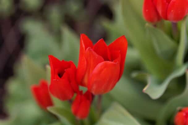 Ágas tulipán (Tulipa praestans) ültetése, gondozása, szaporítása