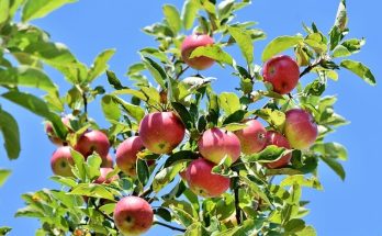 Az alma termesztése, az almafa igényei, ültetése, gondozása, kártevői és betegségei