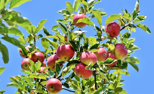 Az alma termesztése, az almafa igényei, ültetése, gondozása, kártevői és betegségei