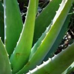 Aloe vera, a gyógynövények koronázatlan királynője