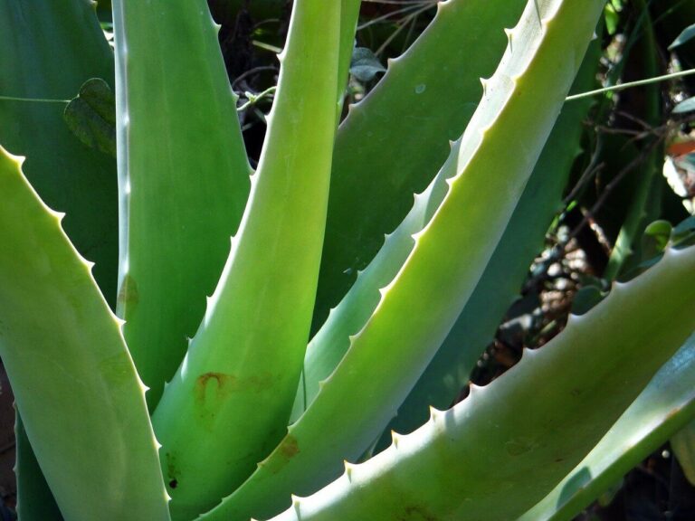 Aloe vera, a gyógynövények koronázatlan királynője
