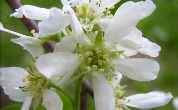 kanadai fanyarka (Amelanchier canadensis)