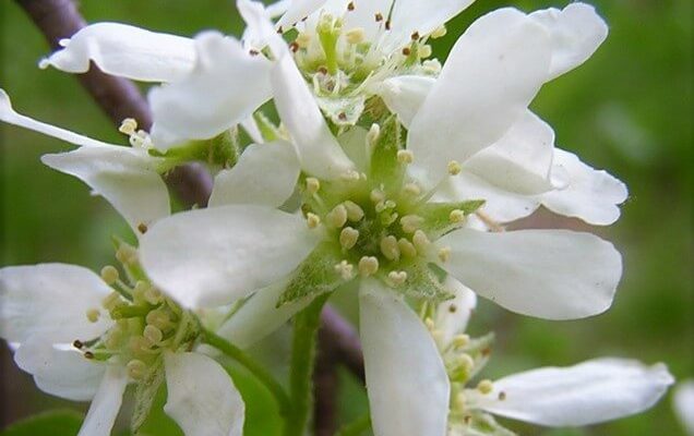 kanadai fanyarka (Amelanchier canadensis)