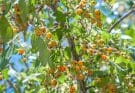 Arany Ribiszke (Ribes aureum) ültetése, gondozása, szaporítása