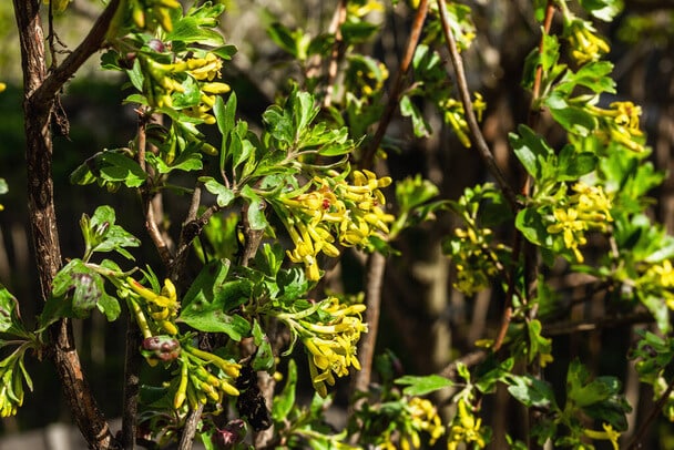 Arany Ribiszke (Ribes aureum) ültetése, gondozása, szaporítása