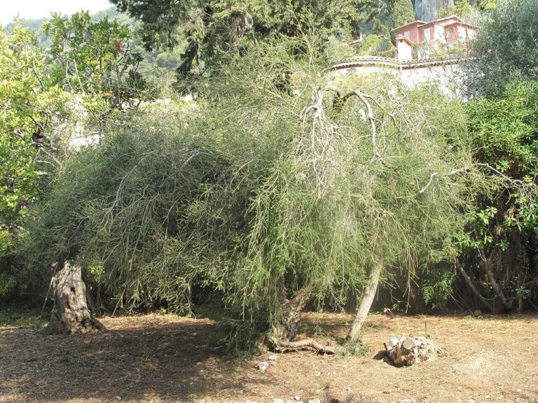 Ausztrál teafa (Melaleuca alternifolia)