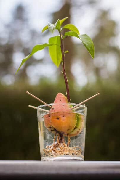 Az avokádó (Persea americana)  ültetése, gondozása, szaporítása