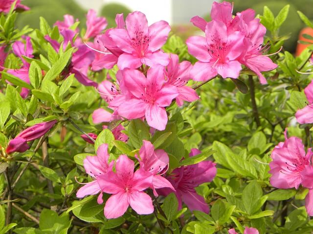 Azálea (Rhododendron simsii) gondozása, ültetése, teleltetése és szaporítása