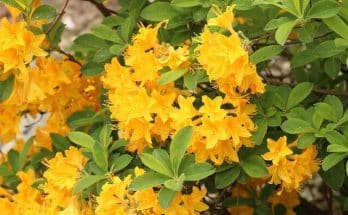 Azálea (Rhododendron simsii) gondozása, ültetése, teleltetése és szaporítása
