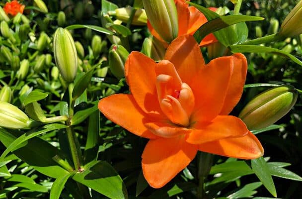 Ázsiai liliom (Lilium Asiatic hibridek) ültetése, gondozása, szaporítása