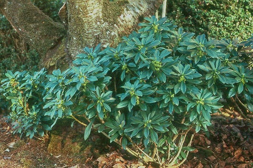 A babérboroszlán (Daphne laureola) ültetése, gondozása, szaporítása