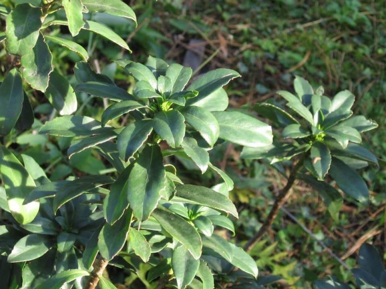 A babérboroszlán (Daphne laureola) ültetése, gondozása, szaporítása