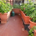 Őshonos zöldségek termesztése balkonon: Kézikönyv kezdő kertészeknek