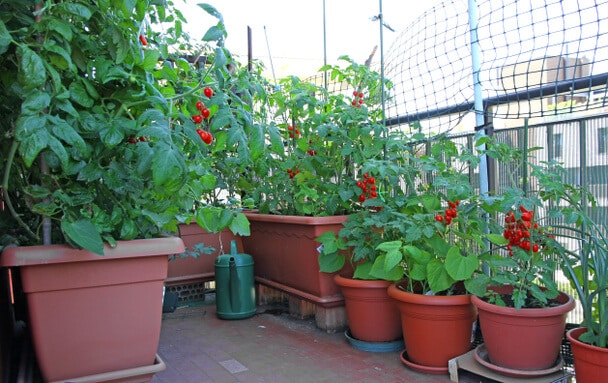 Őshonos zöldségek termesztése balkonon