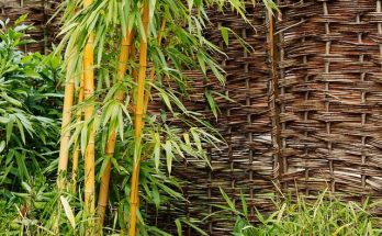 A bambusz (Bambuseae) gondozása, ültetése, teleltetése és szaporítása