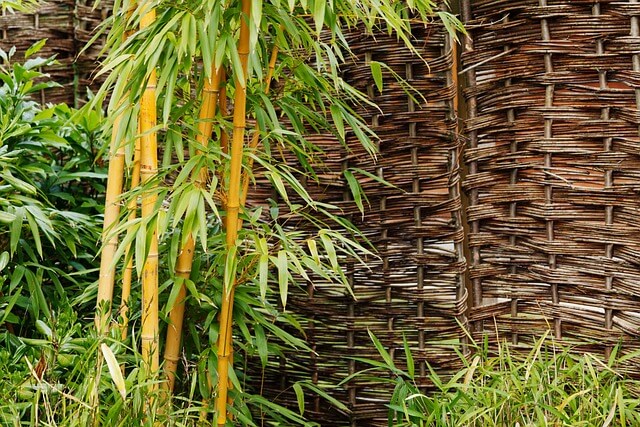 A bambusz (Bambuseae) gondozása, ültetése, teleltetése és szaporítása