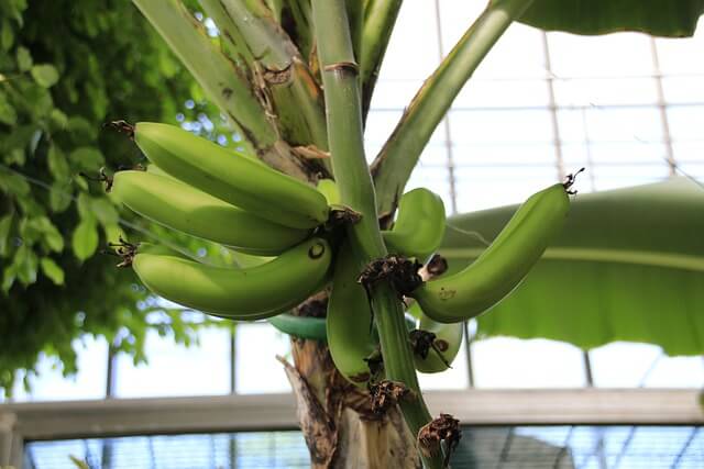 Banánfa termése