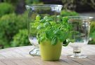Bazsalikom (Ocimum basilicum) gondozása, ültetése, teleltetése és szaporítása