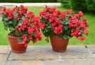 Kerti begónia (Begonia semperflorens) ültetése, gondozása, szaporítása