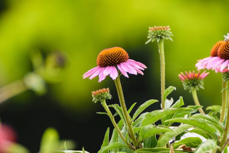 Bíbor kasvirág (Echinacea purpurea)