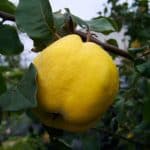 Birs (Cydonia oblonga) alma vagy körte?
