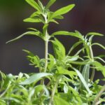 Borsikafű (Satureja hortensis) fűszernövény: az erdélyiek ízvilága