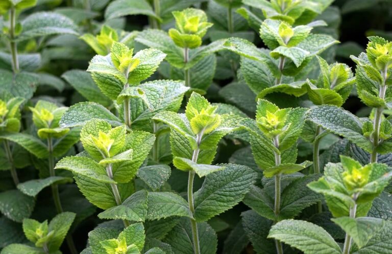 Borsmenta, Mentha piperita, Mentha piperitae