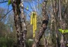 A fekete nyír (Betula nigra)