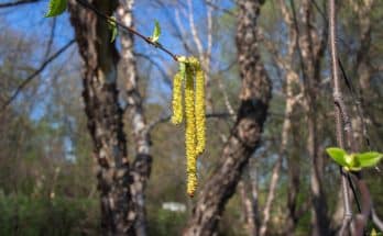 A fekete nyír (Betula nigra)