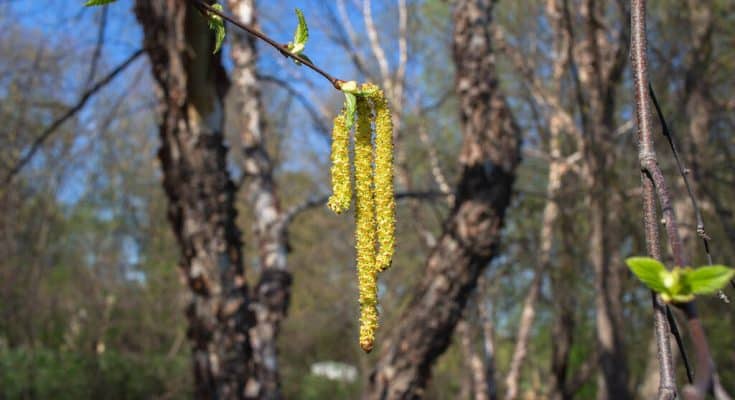 A fekete nyír (Betula nigra)