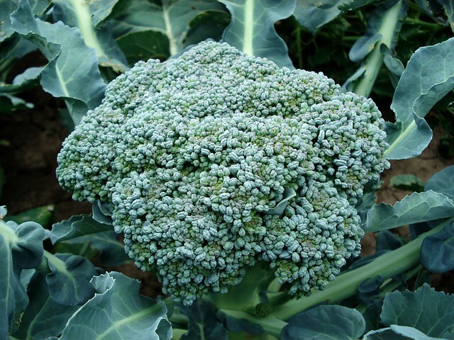 Brokkoli (Brassica oleracea convar. botrytis var. italica)