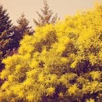 A bugás csörgőfa (Koelreuteria paniculata) ültetése, gondozása, szaporítása