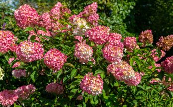 A bugás hortenzia (Hydrangea paniculata) ültetése, gondozása, szaporítása