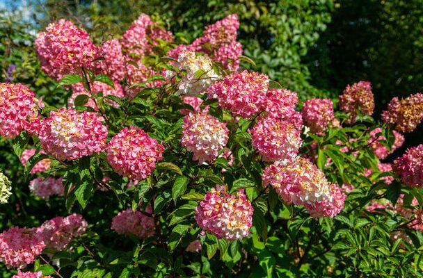 A bugás hortenzia (Hydrangea paniculata) ültetése, gondozása, szaporítása