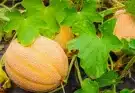 Cantaloupe: Az ősi gyümölcs, amely meghódította a modern kerteket