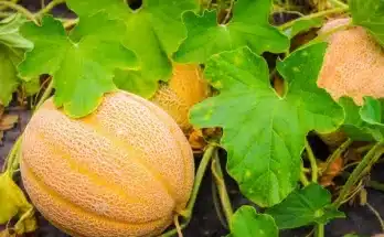 Cantaloupe: Az ősi gyümölcs, amely meghódította a modern kerteket