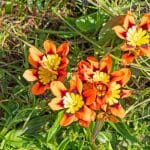 Cigányvirág (Sparaxis tricolor) ültetése, gondozása, szaporítása