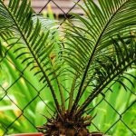 A Cikász pálma (Cycas revoluta) gondozása, betegségei, szaporítása