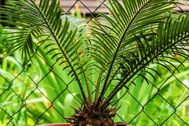 A Cikász pálma (Cycas revoluta) gondozása, betegségei, szaporítása