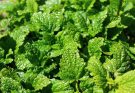 Citromfű (Melissa officinalis) ültetése, gondozása, szaporítása